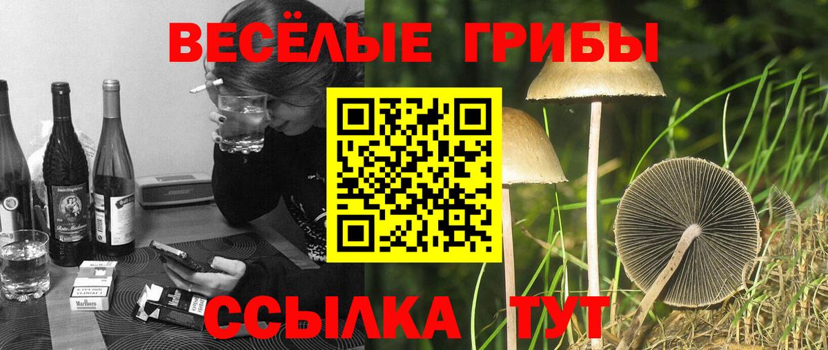 Нальчик  Галлюциногенные грибы Cubensis  Вход с VPN 