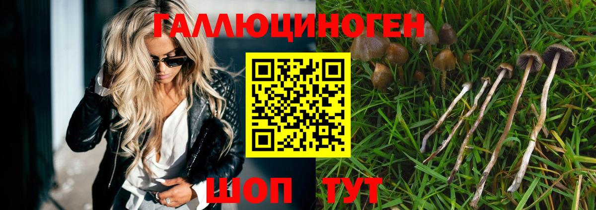 Псилоцибиновые грибы Cubensis Нальчик